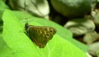 butterfly2