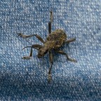 il terrore di mia moglie