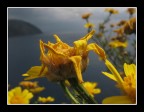 A qualcuno piace giallo A qualcuno piace giallo