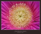 CARPOBROTUS EDULIS CARPOBROTUS EDULIS