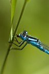 Particolarmente Libellula Particolarmente Libellula