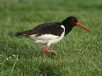 Uccello Uccello