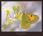 COLIAS CROCEA