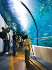 Nell'acquario Nell'acquario