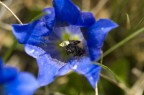 la raccolta del polline nella genziana