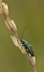 Oedemera Virescens