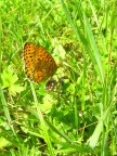 butterfly3 butterfly3
