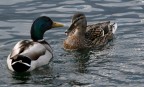 Ti dicevo..... Ti dicevo.....