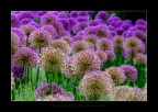 Magenta Fields Magenta Fields
