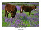 Asini al pascolo