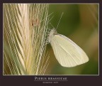 PIERIS BRASSICAE