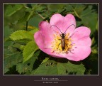 ROSA CANINA...... PLUS ROSA CANINA...... PLUS