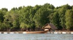Foresta di mangrovie, Thailandia Foresta di mangrovie, Thailandia