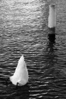 il cigno il cigno