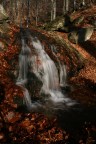 Sottobosco autunnale Sottobosco autunnale
