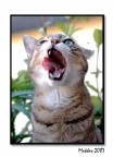 ..sbadiglio gattoso.. ..sbadiglio gattoso..