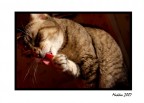 ..gatto.. ..gatto..