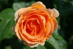 rosa arancio rosa arancio