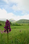 passo della biscia passo della biscia