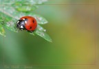 coccinella 3 coccinella 3