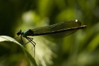 Agrion Virgo