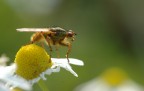 pronti per il decollo... pronti per il decollo...