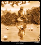 Narcisya