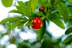 Bocciolo di fiore di Melograno Bocciolo di fiore di Melograno