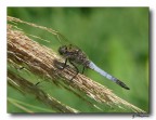 Libellula Libellula