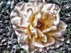 Fiore 1 Fiore 1