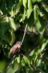 Passerottino