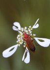 vetroceramica vetroceramica