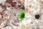 Agardite Agardite