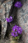 dalla nuda roccia...... dalla nuda roccia......
