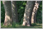 Le gambe del tavolo - Parco di Racconigi (Cuneo) Le gambe del tavolo - Parco di Racconigi (Cuneo)