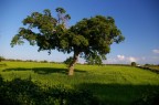 ALBERO ALBERO