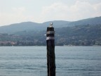 Gabbiano di vedetta Gabbiano di vedetta