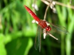 libellula rossa libellula rossa