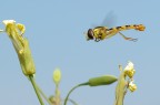 Volando Sui Fiori Volando Sui Fiori