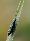 Salita di Oedemera Virescens
