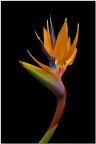regina strelitzia regina strelitzia