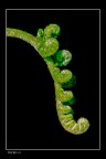 Dryopteris Filix Mas Dryopteris Filix Mas