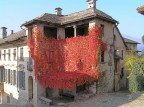 Ederea rossa Ederea rossa