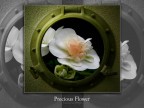 Precious Flower Precious Flower