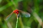 Rossa libellula Rossa libellula