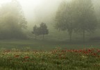 alba alba