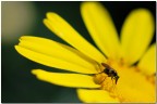 Immerso nel giallo! Immerso nel giallo!