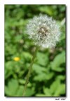 Allergia Allergia