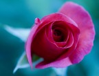 Rosa Rosa