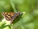 Trampolino nello sfuocato Trampolino nello sfuocato
